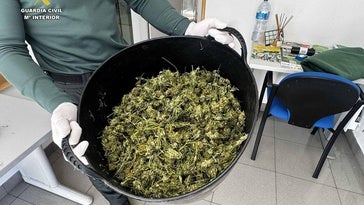 Dos agentes de patrulla encuentran una plantación de maría por el fuerte olor