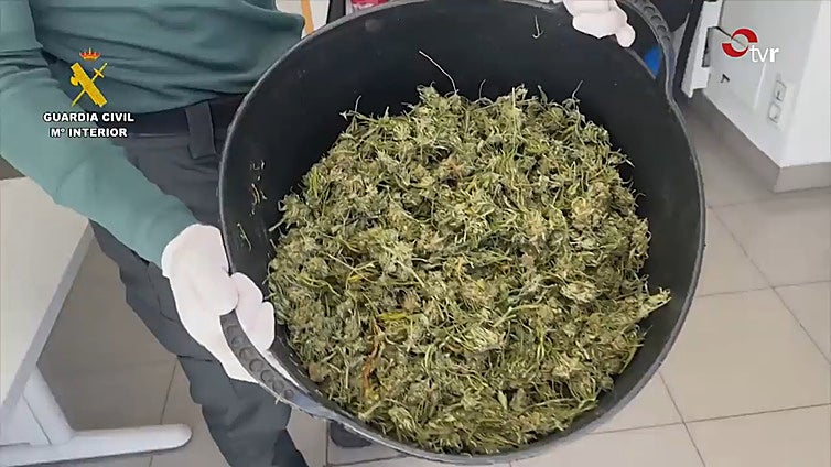 Dos agentes encuentran una plantación de marihuana por el fuerte olor