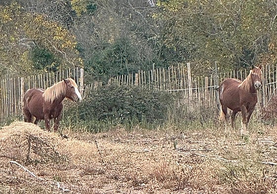 Las yeguas mostrencas aparecidas en una finca de alubias de Anguiano.
