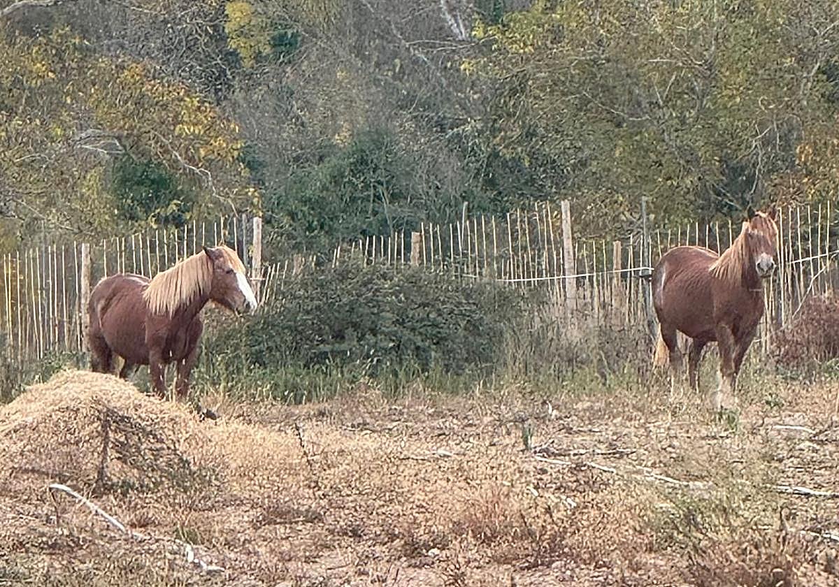 Las yeguas mostrencas aparecidas en una finca de alubias de Anguiano.