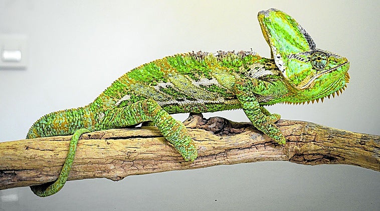 El camaleón Pascal durante una visita al centro veterinario Nakuru de Logroño.