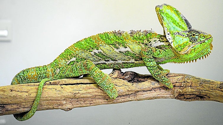 El camaleón Pascal durante una visita al centro veterinario Nakuru de Logroño.