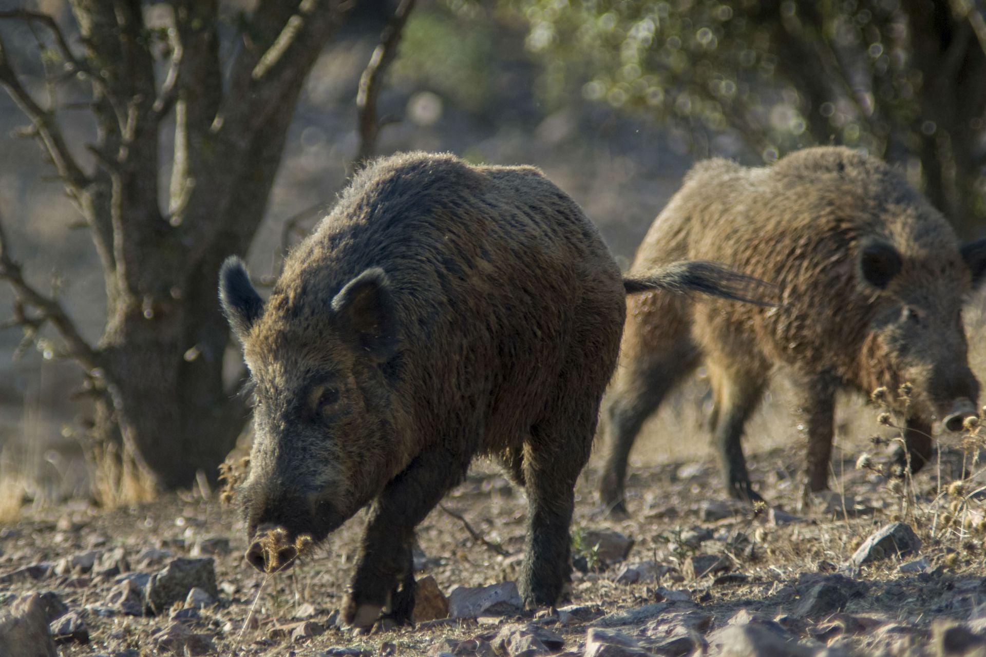 Dos jabalíes en una imagen de archivo.