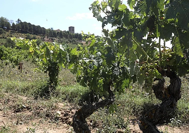 «El mercado del vino ecológico está en crecimiento»