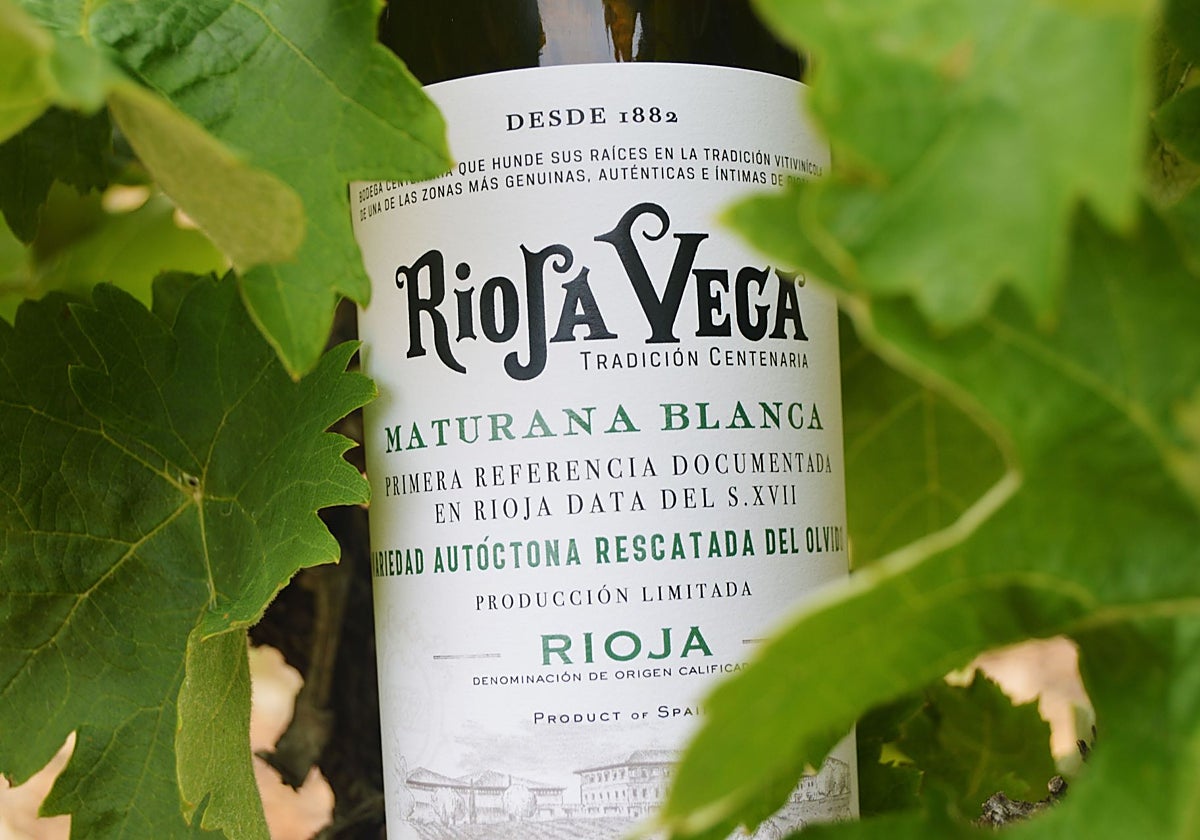 Rioja Vega reivindica la Maturana Blanca, origen de los blancos más ...