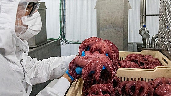 El pulpo, preparado para el cortado y el envasado.
