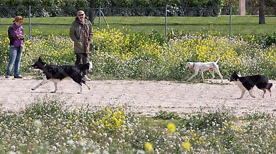 Las multas por soltar a los perros en Logroño se multiplican por cuatro