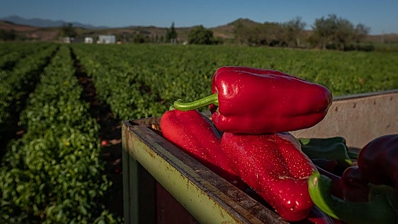 Pimiento riojano en el borde de un remolque, con una finca de Tricio al fondo.