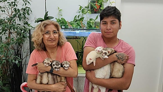 Hurones, de la caza a la casa