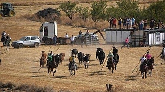 Las fiestas de Valverde incluyen la saca de vacas el sábado día 8