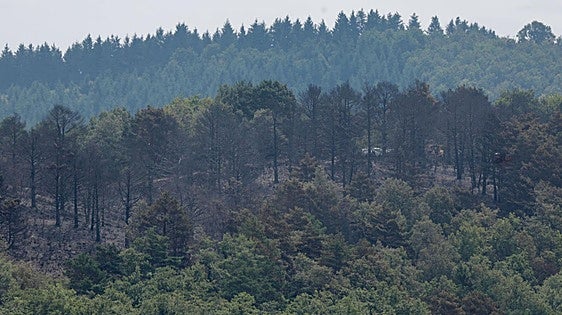 «Hay que ser cabrón para prenderle fuego al monte»