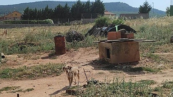 APA Rioja denuncia que un perro vive encadenado a una caseta al menos desde el año 2022