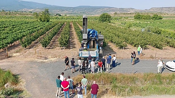 Las pruebas de recolección mecanizada de avellana la refuerzan como cultivo viable