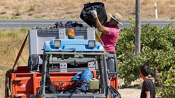 La vendimia más temprana será también la más veloz y estará casi cerrada en San Mateo