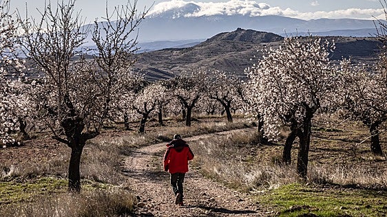 Almendro Predict, una herramienta para mejorar la vigilancia fitosanitaria