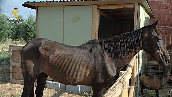 Encuentran en Lagunilla del Jubera a un caballo en desnutrición extrema y herido en el cuello después de que le intentaran quitar el microchip