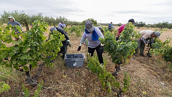 La vendimia del viñedo singular más antiguo de la DOCa Rioja