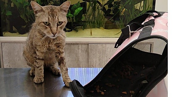 El felino tampoco lo haría nunca
