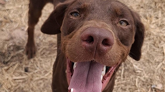 Jerry, un mestizo de braco deseando volver a casa