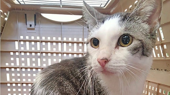Gala, una gata muy buena y cariñosa