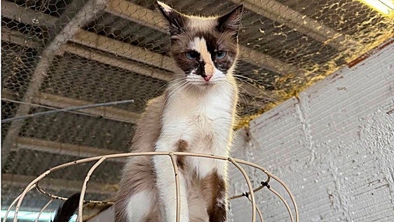 La gata Thelma, en adopción.