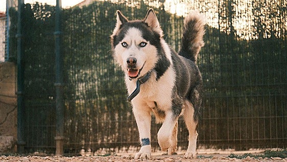 Lobo, un husky independiente que necesita un hogar