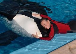Muere una entrenadora de ballenas al ser atacada por una orca en el parque Sea World de Orlando
