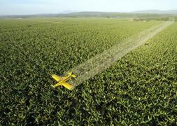 Una avioneta rocía con fungicidas una plantación. / Archivo