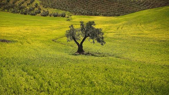 Imagen de un olivar en Ronda, Málaga. 