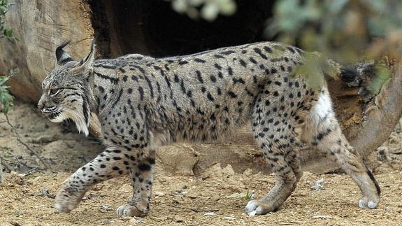 Ejemplar de lince. 