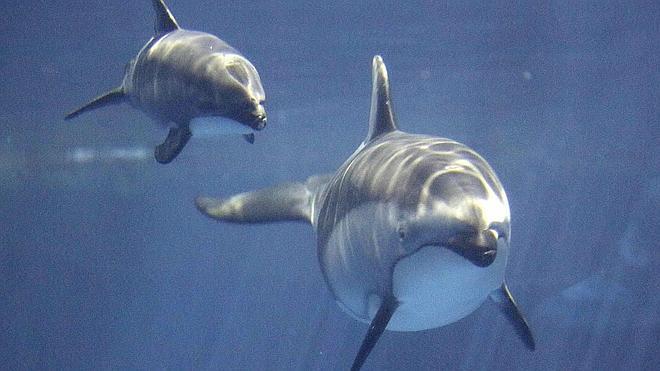 Vista de dos delfines en el Pacífico