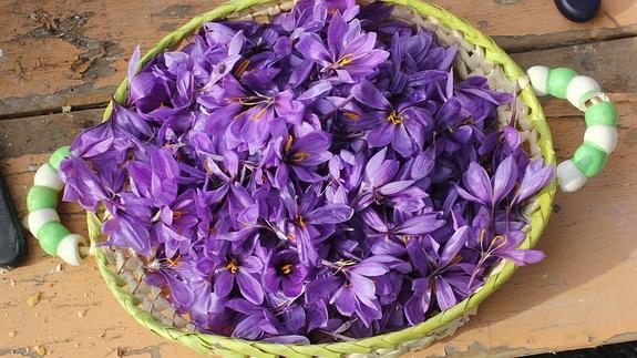 Cesto con flores de azafrán, en las fiestas de Consuegra.