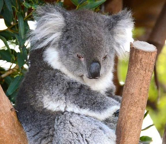 Imagen de un koala. 