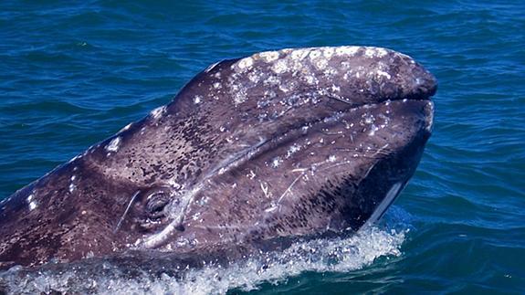 La cabeza de una ballena gris emerge de las aguas de Laguna San Ignacio, en el Pacífico (México).