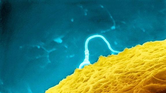 Un espermatozoide trata de penetrar en el óvulo