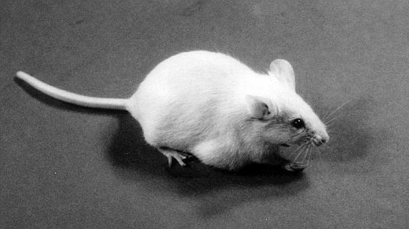 Ratón utilizado para investigaciones científicas.