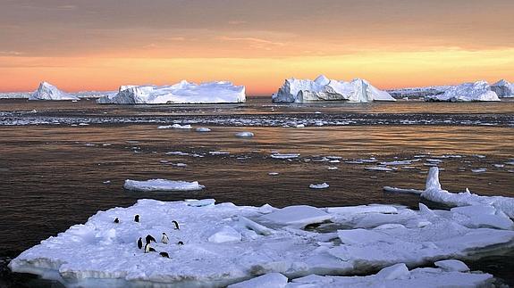 Pingüinos Adelie sobre el hielo en las inmediaciones de la estación francesa de Dumont d'Urville, en la Antártida Este.