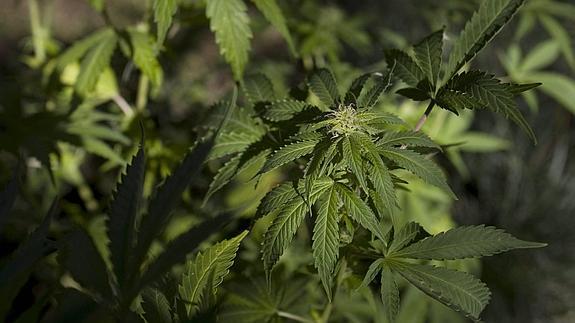 Plantación de cannabis en el patio de una vivienda. 