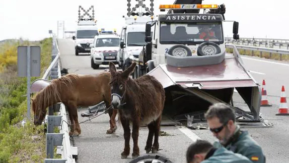 Los dos ocupantes de un todoterreno que transportaba un remolque con un caballo y un asno han resultado heridos de gravedad en un accidente en la autovía A-2 a su paso por Zaragoza. 