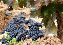 Organizaciones agrarias apoyan una concentración de viticultores contra los bajos precios
