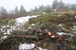 Ejemplares de pino negro talados alrededor de un puesto para la caza de palomas. ::                             L.R.