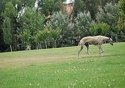 'Fox', el galgo rescatado por Galgos 112 en Logroño | Galgos 112