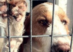 Capi, uno de los perros que ya ha sido adoptado, pero quedan muchos más. / PILAR HIDALGO