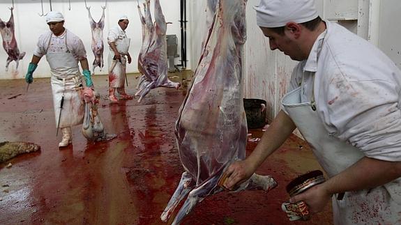 Trabajadores en el Matadero Municipal de Logroño./