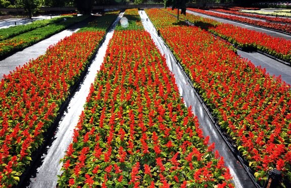Algunas de las flores que esperan en el vivero municipal a ser plantadas en los parques y jardines de la capital. 