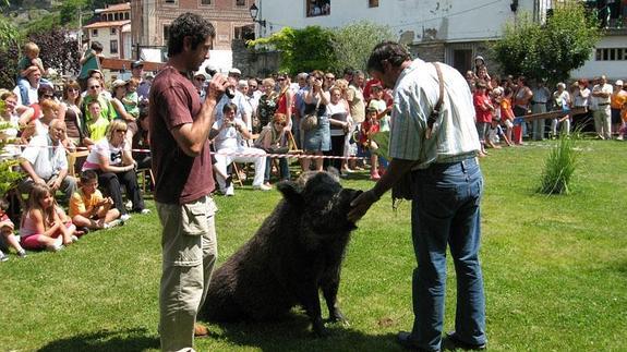 El jabalí Cochi recibe su recompensa después de encontrar rápidamente las trufas en una edición anterior.