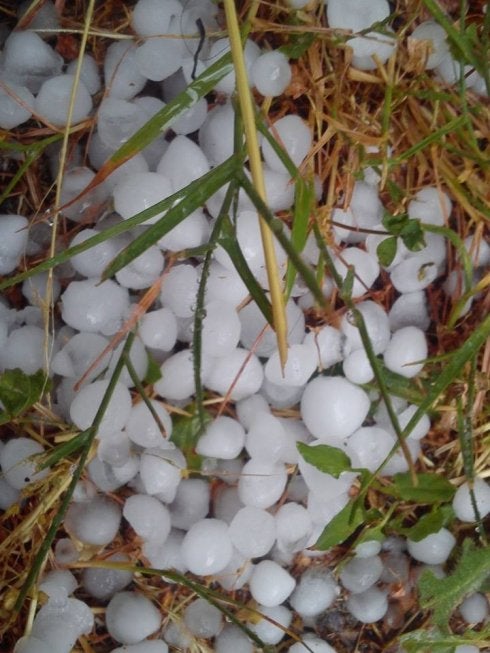 Viñas dañadas y granizo caído el pasado viernes en Briñas. 