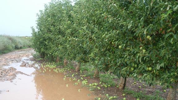 Frutales anegados en Alfaro