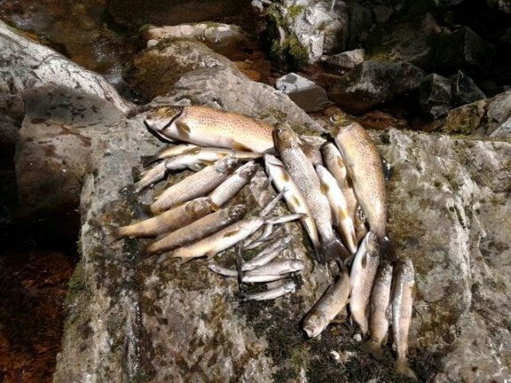 Un grupo de truchas muertas sacadas ayer del río Ortigal. 