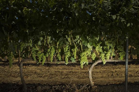 Viñedos de todas las variedades, especialmente tempranillo, pero también la garnacha, presentan un desarrollo excelente en todas las zonas.